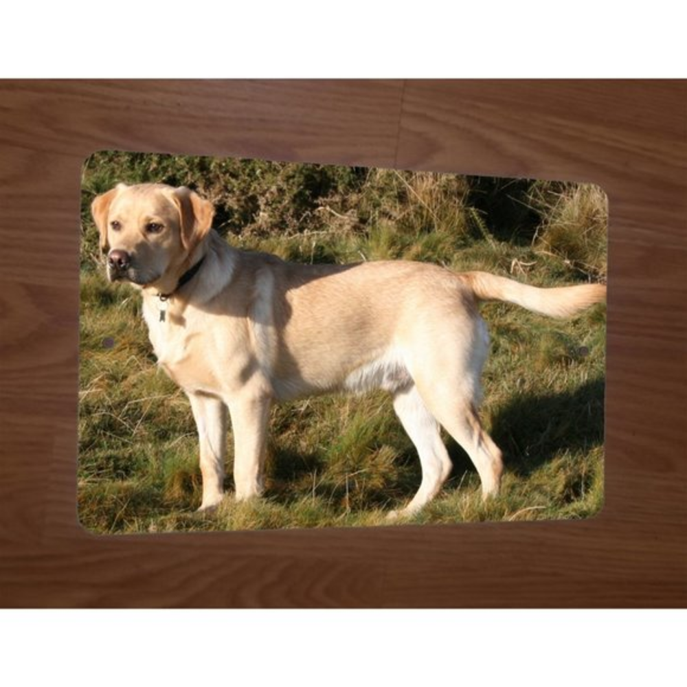 Golden Yellow Lab Labrador 8x12 Metal Wall Animal Dog Sign